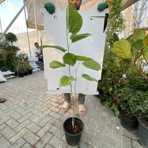 Morus Alba Or Mulberry Tree شجرة توت - Greensouq - 