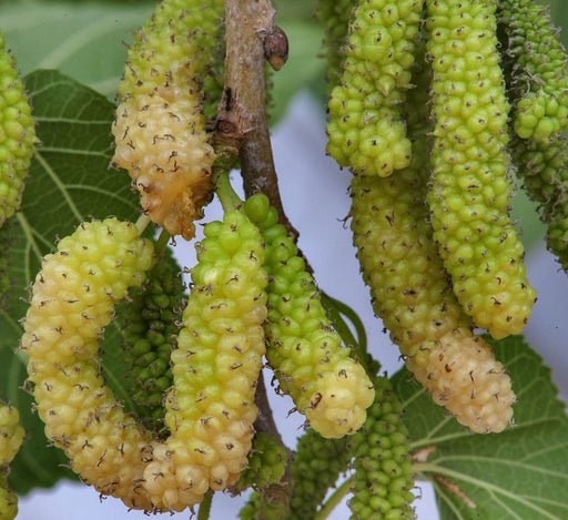 Morus Alba Or Mulberry Tree شجرة توت - Greensouq - 