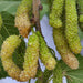 Morus Alba Or Mulberry Tree شجرة توت - Greensouq - 