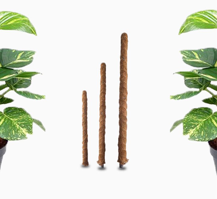 Moss Plant Support Stick - Greensouq - 