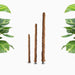 Moss Plant Support Stick - Greensouq - 