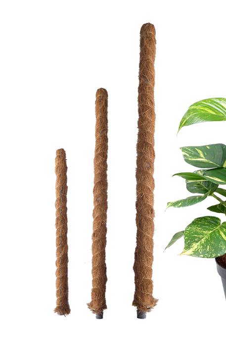 Moss Plant Support Stick - Greensouq - 