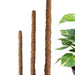 Moss Plant Support Stick - Greensouq - 