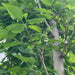 mulbery 3.5 m