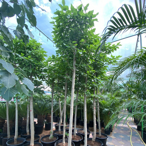 mulbery 3.5 m