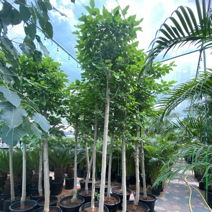 mulbery 3.5 m