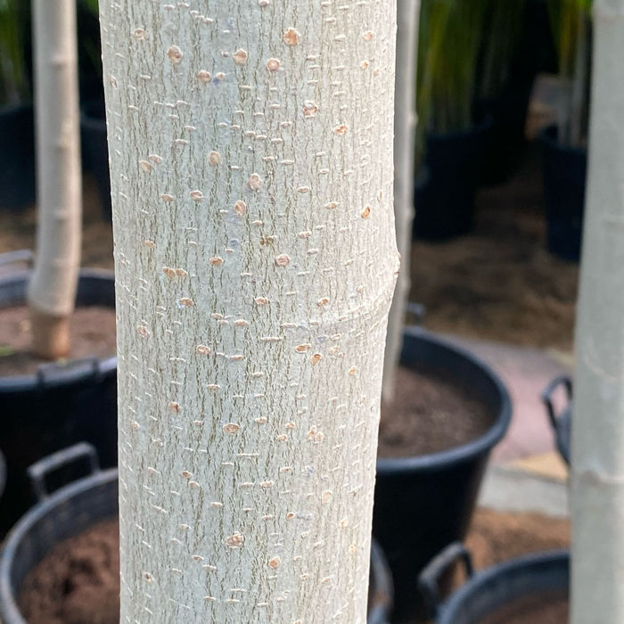 mulbery 3.5 m