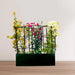 3 Bougainvillea Spectabilis 80 – 100cm in Grp Planter (100-30-30cm)