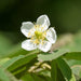 Muntingia calabura (Jamaican Cherry / Strawberry Tree) 2.0 - 2.5m - Greensouq - 