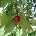 Muntingia calabura (Jamaican Cherry / Strawberry Tree) 2.0 - 2.5m - Greensouq - 