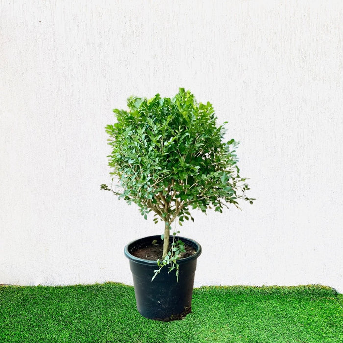 Murraya Paniculata Exotica - Greensouq - 