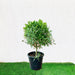 Murraya Paniculata Exotica - Greensouq - 