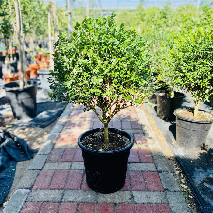 Murraya Paniculata Exotica - Greensouq - 