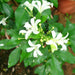 Murraya Paniculata Exotica - Greensouq - 