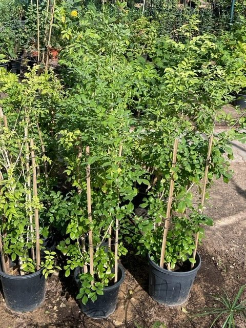 Murraya Paniculata "Orange or Thai Jasmine" - Greensouq - 