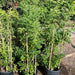 Murraya Paniculata "Orange or Thai Jasmine" - Greensouq - 