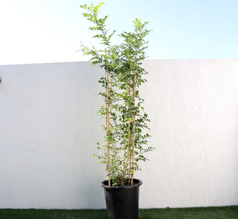 Murraya Paniculata "Orange or Thai Jasmine" - Greensouq - 