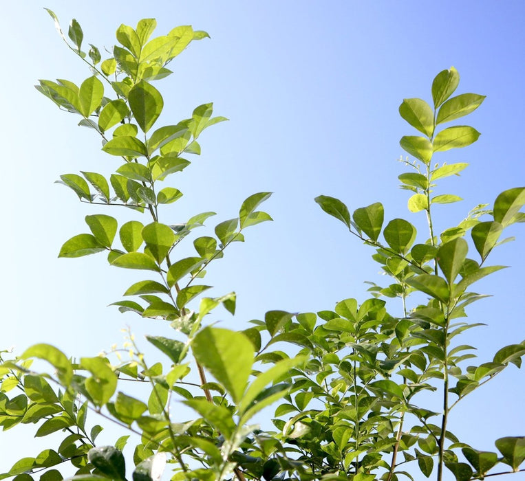 Murraya Paniculata "Orange or Thai Jasmine" - Greensouq - 
