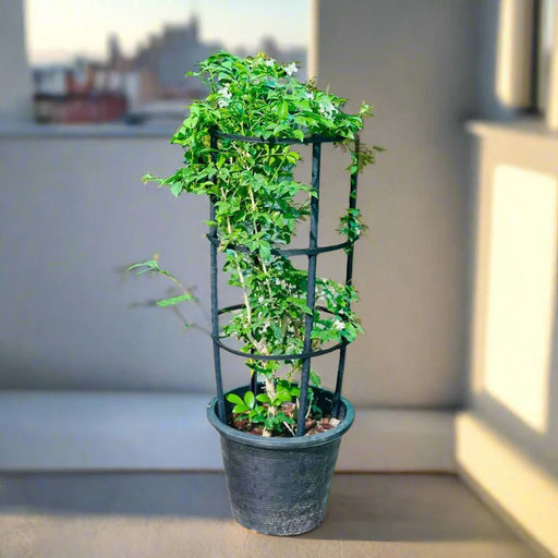 Murraya Paniculata "Orange or Thai Jasmine" - Greensouq - 