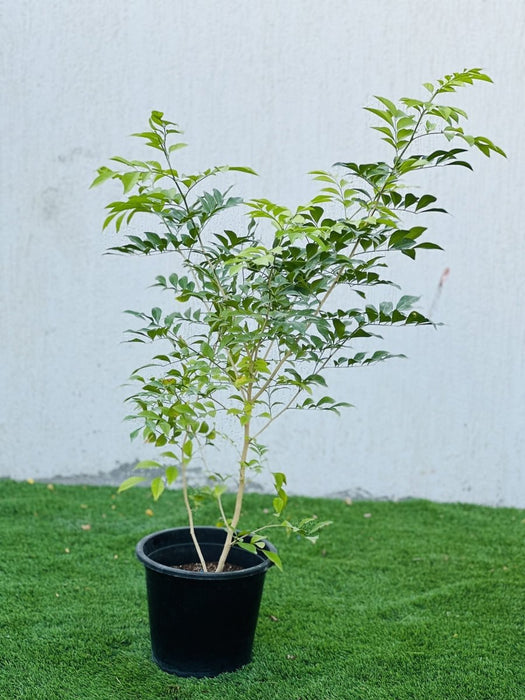 Murraya Paniculata "Orange or Thai Jasmine" - Greensouq - 