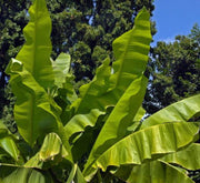 Musa Paradisiaca Or Banana Tree "1.2m - 2.5m" شجرة الموز - Greensouq - 