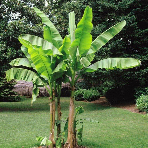 Musa Paradisiaca Or Banana Tree "1.2m - 2.5m" شجرة الموز - Greensouq - 