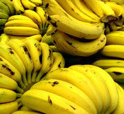 Musa Paradisiaca Or Banana Tree "1.2m - 2.5m" شجرة الموز - Greensouq - 