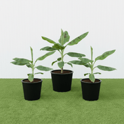 Musa Paradisiaca or Banana Tree "80cm - 90cm" شجرة الموز | UAE’s Timeless Greens! - Greensouq - 