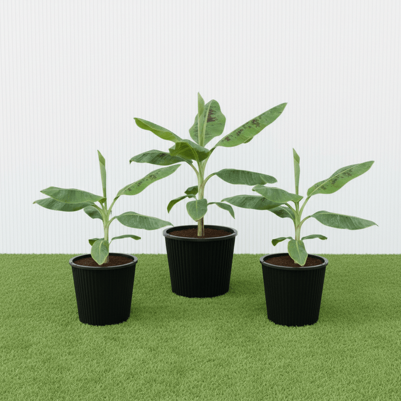 Musa Paradisiaca or Banana Tree "80cm - 90cm" شجرة الموز | UAE’s Timeless Greens! - Greensouq - 