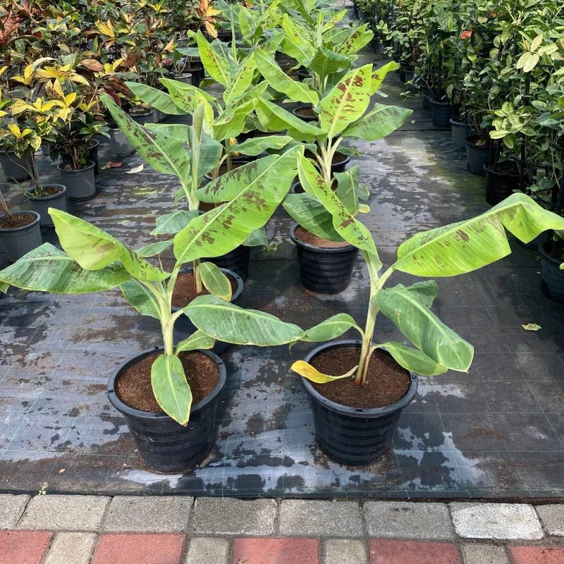 🍌 Musa Paradisiaca Or Banana Tree "80cm - 90cm" شجرة الموز | UAE’s Timeless Greens! - Greensouq - 