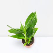 Musa tropicana, Dwart Indoor Banana Plant 25 - 30cm - Greensouq - 