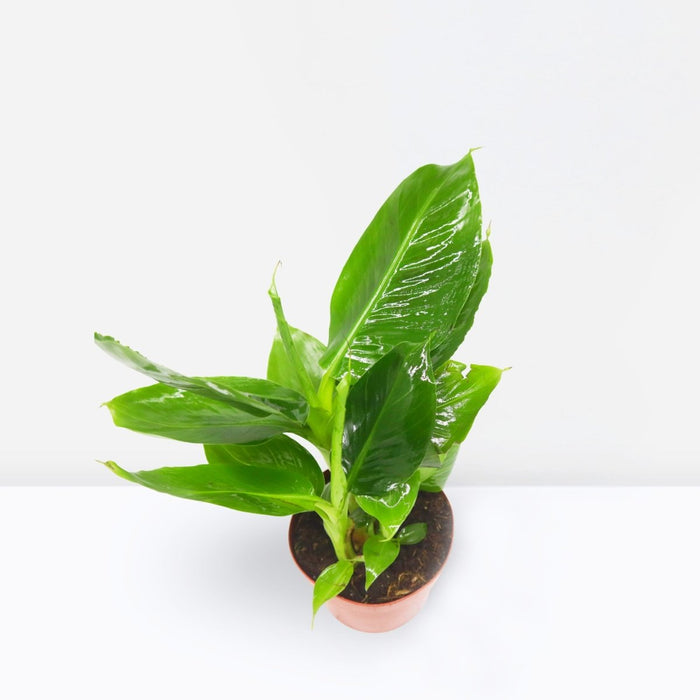 Musa tropicana, Dwart Indoor Banana Plant 25 - 30cm - Greensouq - 