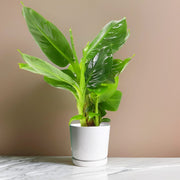Musa tropicana, Dwart Indoor Banana Plant 25 - 30cm - Greensouq - 
