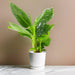 Musa tropicana, Dwart Indoor Banana Plant 25 - 30cm - Greensouq - 
