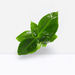 Musa tropicana, Dwart Indoor Banana Plant 25 - 30cm - Greensouq - 