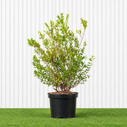 Myrtle - Myrtus Communis (40-60cm) | Dubai's Vibrant Blooms! - Greensouq -