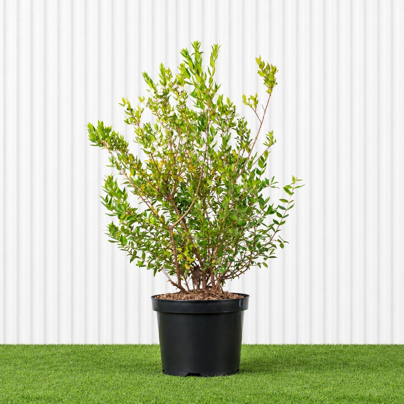 Myrtle - Myrtus Communis (40-60cm) | Dubai's Vibrant Blooms! - Greensouq -