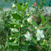 Myrtus Communis "‎Myrtle" 40 - 60cm - Greensouq - 