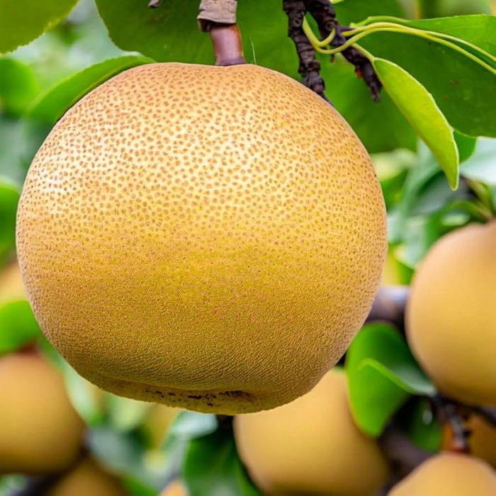 Nashi Pear Tree 1.0 - 1.5m - Greensouq - 