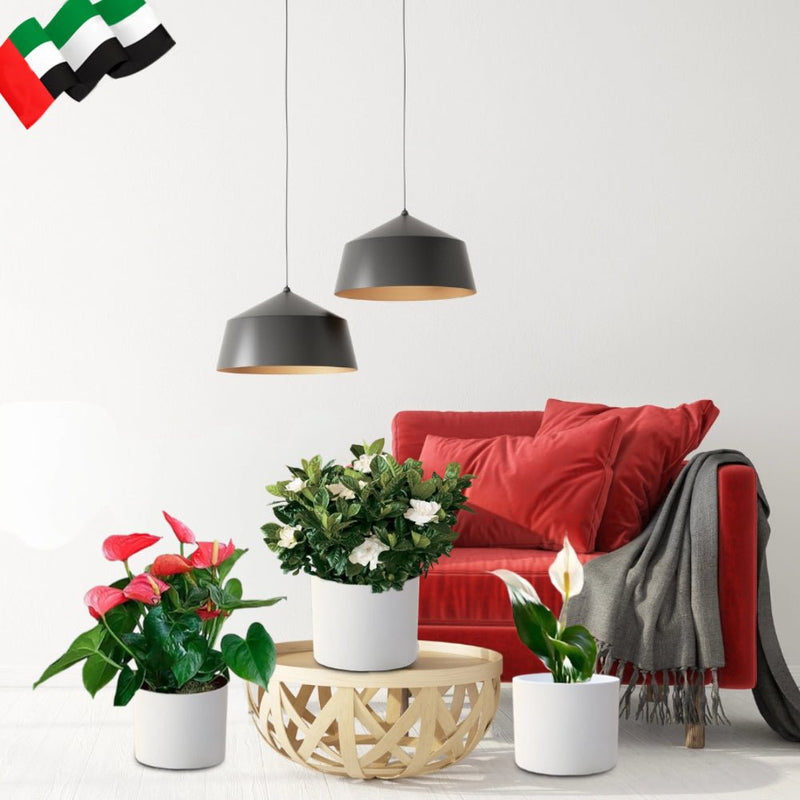 National Day Celebration Bundle in White Cement Pots - Greensouq - 