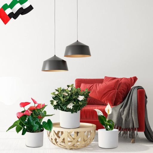 National Day Celebration Bundle in White Cement Pots - Greensouq - 