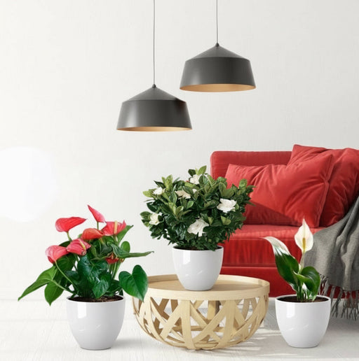 National Day Celebration Bundle in White Cement Pots - Greensouq - 