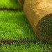 Natural Carpet Bermuda Grass "American Bermuda" - Greensouq - 