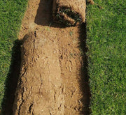 Natural Carpet Paspalum Grass "Paspalium vaginatum" - Greensouq - 