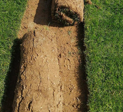 Natural Carpet Paspalum Grass "Paspalium vaginatum" - Greensouq - 
