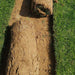 Natural Carpet Paspalum Grass "Paspalium vaginatum" - Greensouq - 