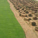 Natural Carpet Paspalum Grass "Paspalium vaginatum" - Greensouq - 