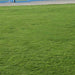 Natural Carpet Paspalum Grass "Paspalium vaginatum" - Greensouq - 