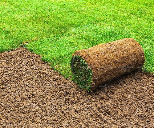 Natural Carpet Paspalum Grass "Paspalium vaginatum" - Greensouq - 