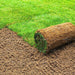 Natural Carpet Paspalum Grass "Paspalium vaginatum" - Greensouq - 